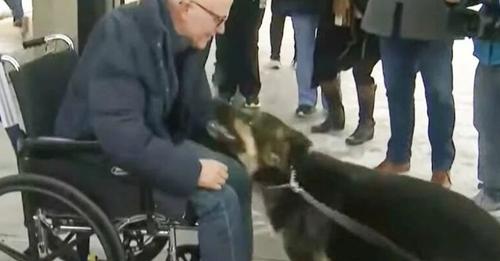 Dog Jumps With Joy After Reunited With Owner She Kept Alive During A Stroke