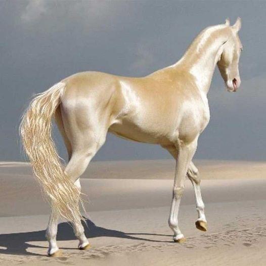 Meet “The World’s Most Beautiful” Horse, Which Has A Golden Look.