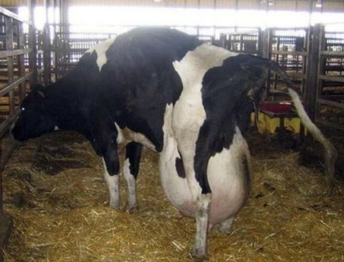 Farmers Were Amazed by the Unique Birth of Four Calves