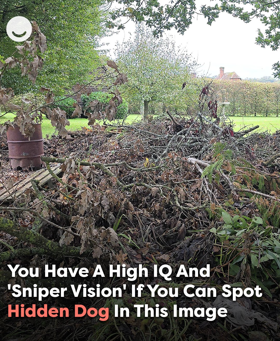 Can you spot the hidden dog? Only those with ‘sniper vision’ can find it